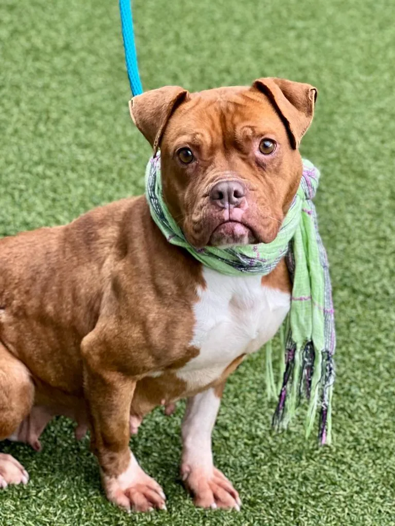 Meredith thumbnail 4