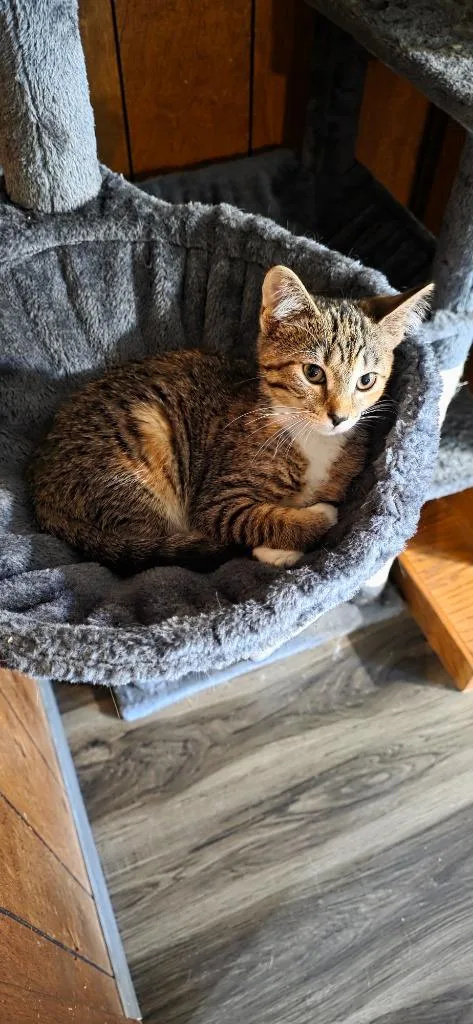 A baby medium-sized female Calico cat named Paddles for adoption in Crossville, TN