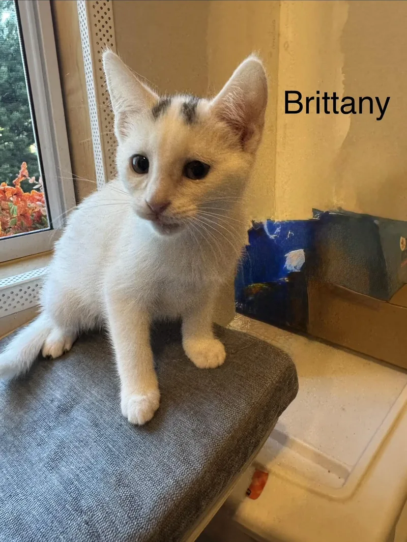 A baby small-sized female White Domestic Short Hair cat named Brittany for adoption in Syosset, NY
