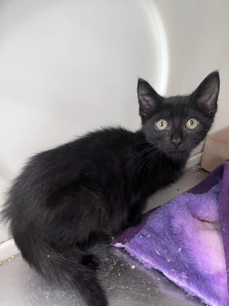 A baby medium-sized male Black Domestic Short Hair cat named Croft for adoption in Carrollton, GA