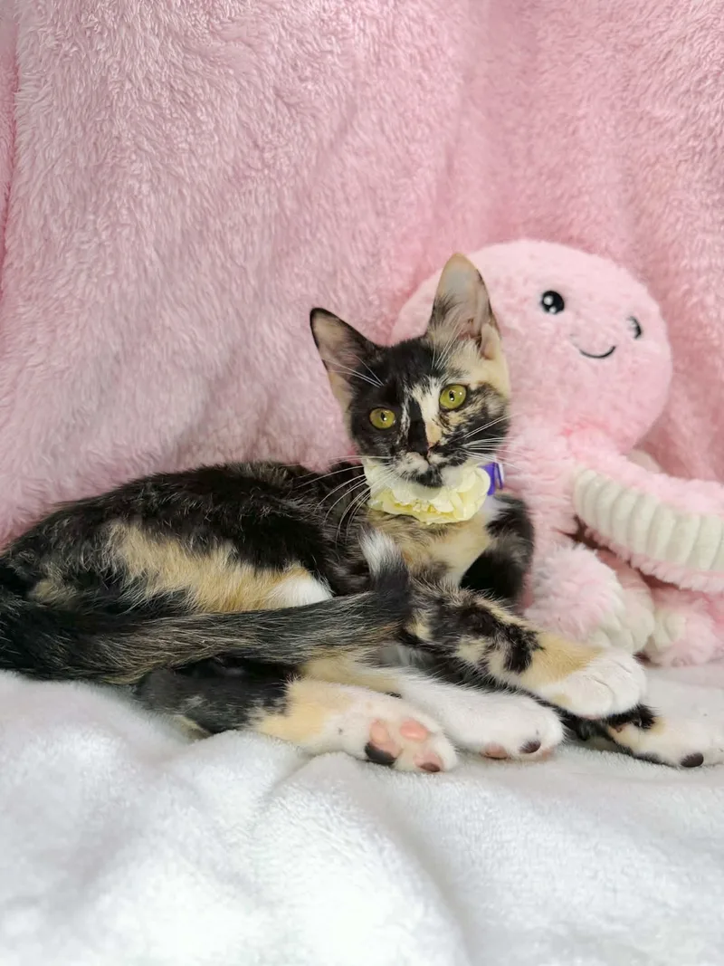 Chiffon