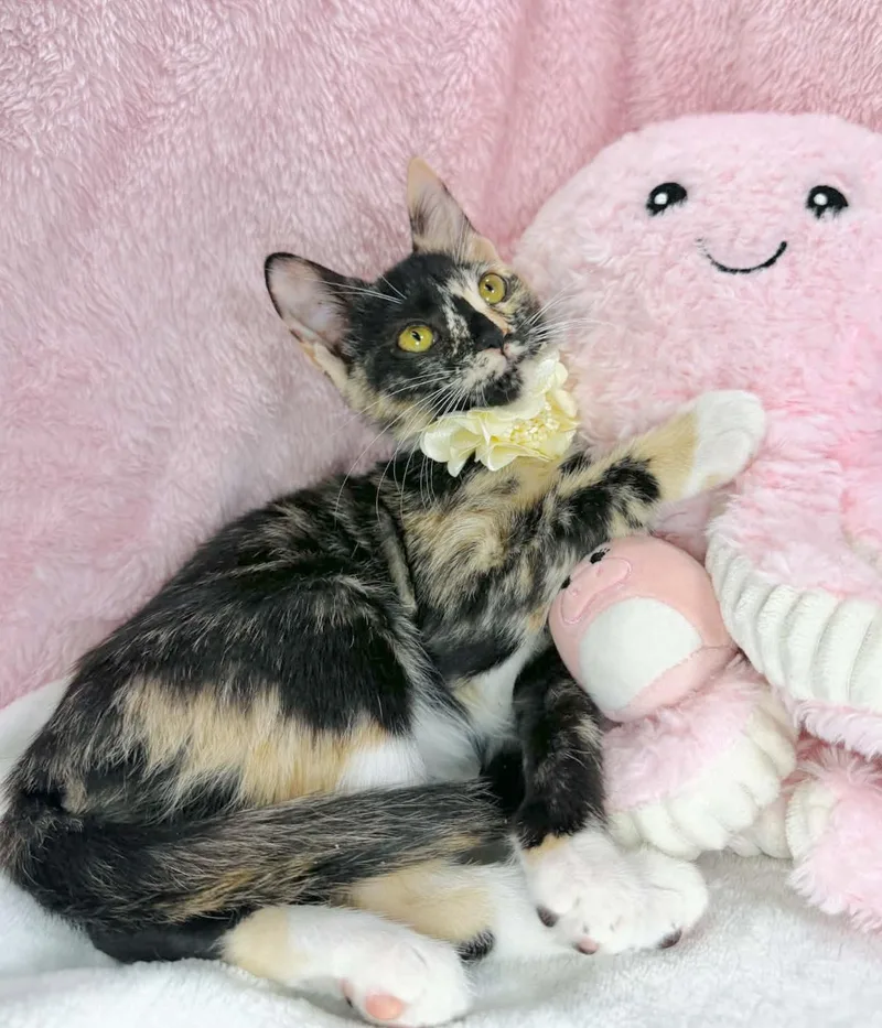 Chiffon thumbnail 3