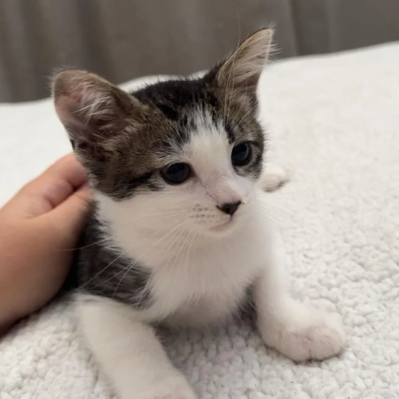 A baby small-sized male Brown / Chocolate Domestic Short Hair cat named Chicken Parmigiana for adoption in Westminster, CA