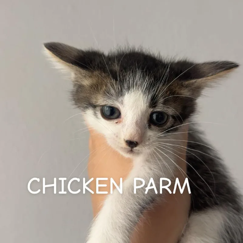 Chicken Parmigiana thumbnail 2