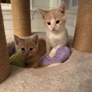 A baby medium-sized male Orange & White Domestic Short Hair cat named Goose for adoption in Richmond, VA