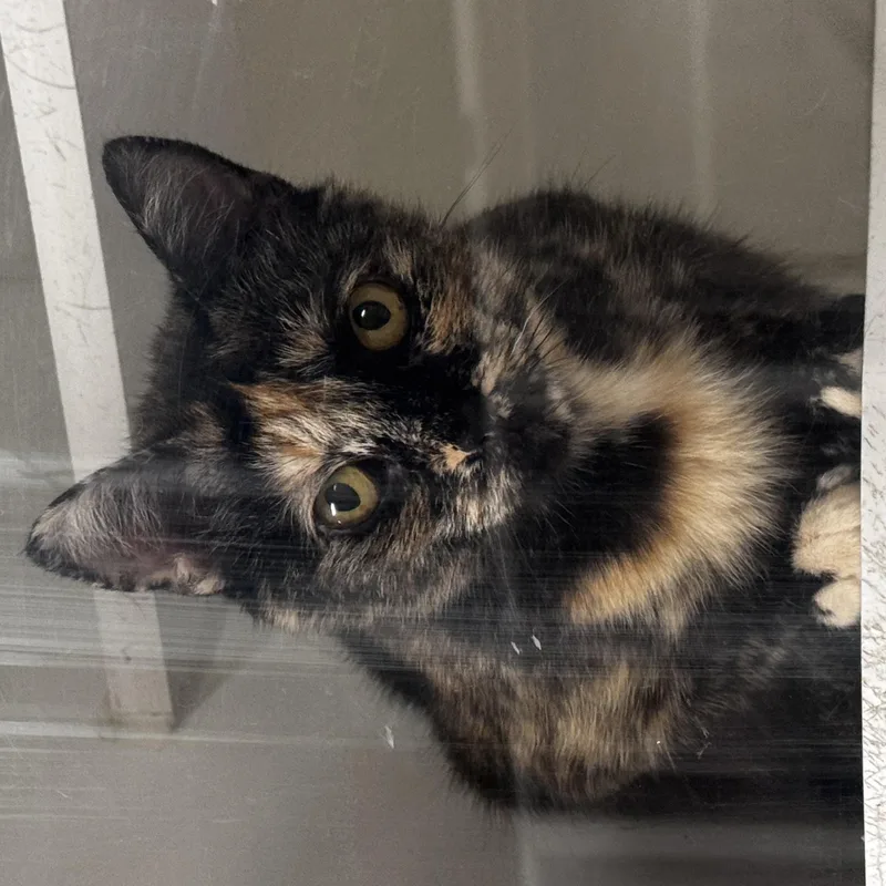 An adult small-sized female Domestic Short Hair cat named Patch for adoption in Norwich, NY