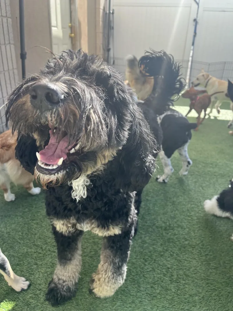 A young medium-sized female Tricolor (Brown, Black, & White) Bernadoodle dog named Lulu for adoption in Orem, UT