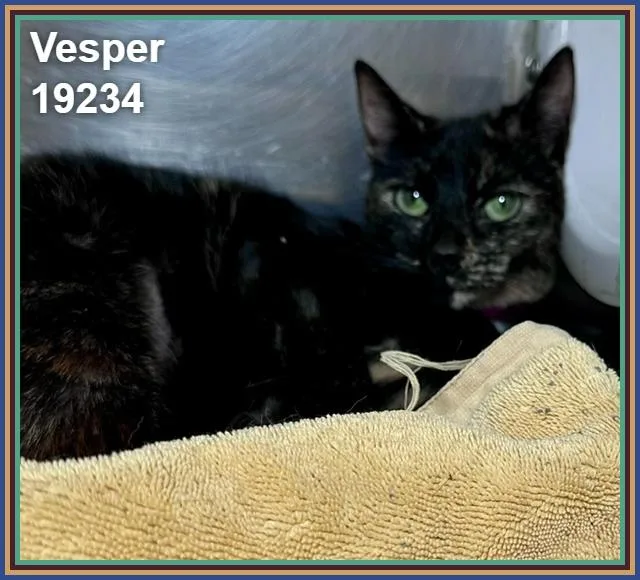 A young medium-sized female Tortoiseshell Domestic Short Hair cat named Vesper for adoption in Marietta, GA
