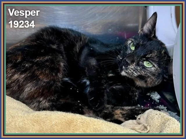 Vesper thumbnail 2