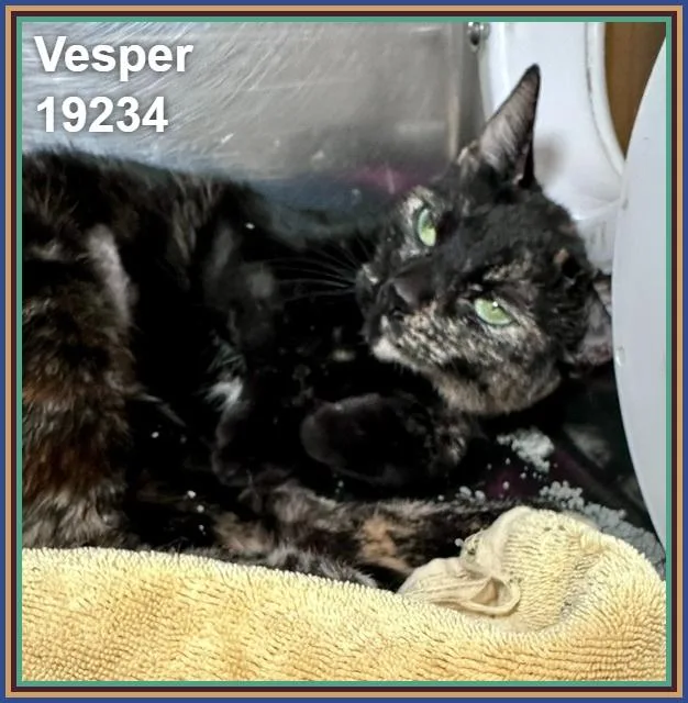 Vesper thumbnail 3