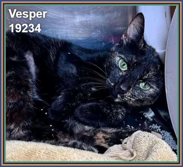 Vesper thumbnail 4