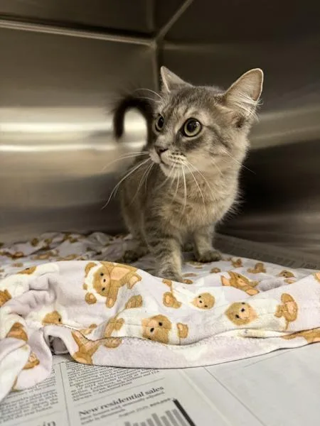 An adult medium-sized female Domestic Short Hair cat named Billie Eilish for adoption in Virginia Beach, VA