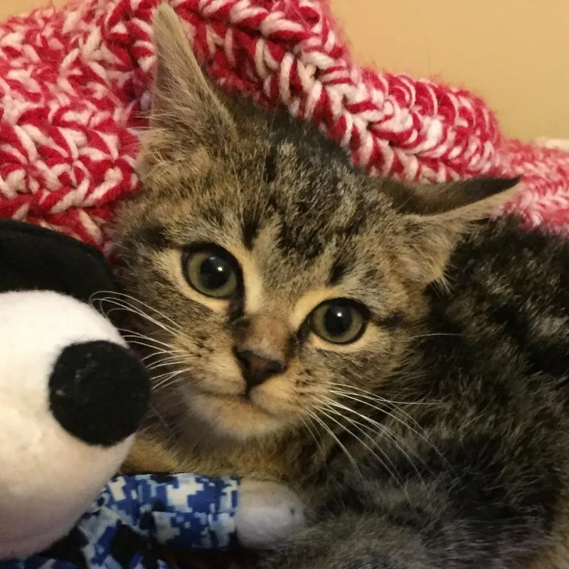 A baby small-sized female Brown / Chocolate Domestic Short Hair cat named Ashley for adoption in Waldorf, MD