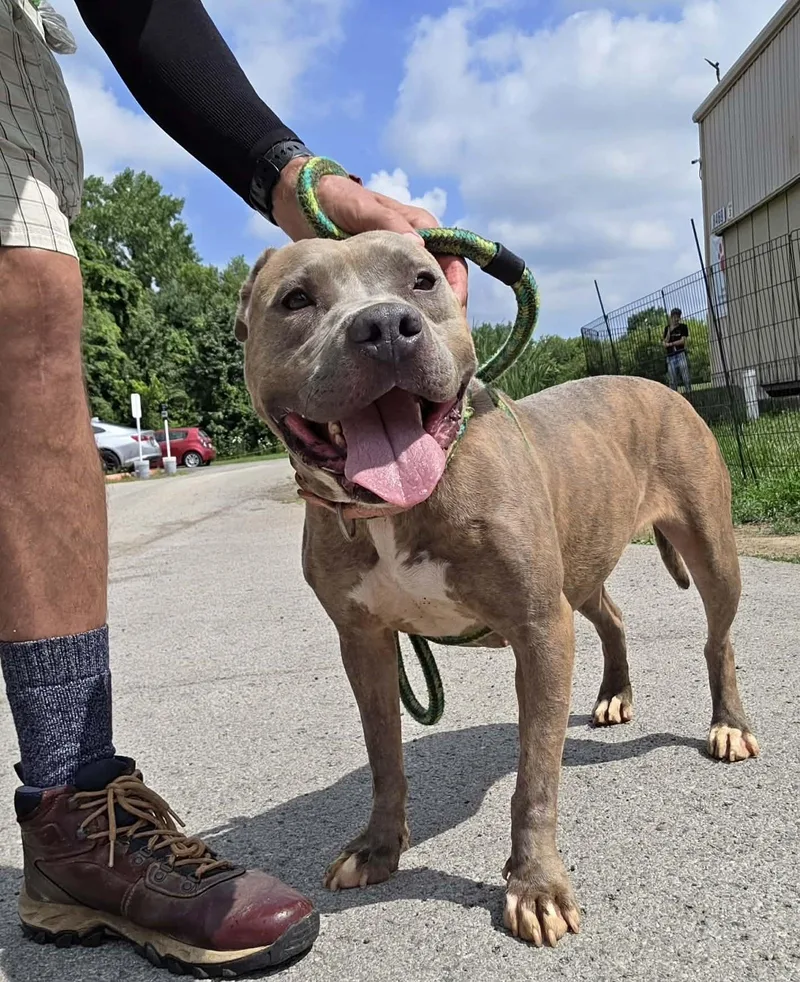 An adult medium-sized female Brindle Mixed Breed dog named Roxie for adoption in Youngstown, OH