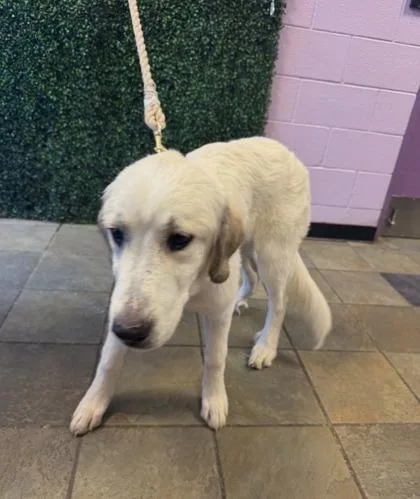 A young large-sized female White / Cream Mixed Breed dog named 61687509 for adoption in El Paso, TX