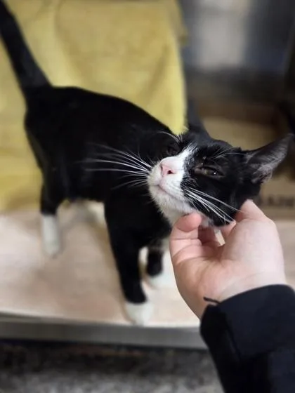 A young medium-sized male Domestic Short Hair cat named Socks for adoption in Westland, MI