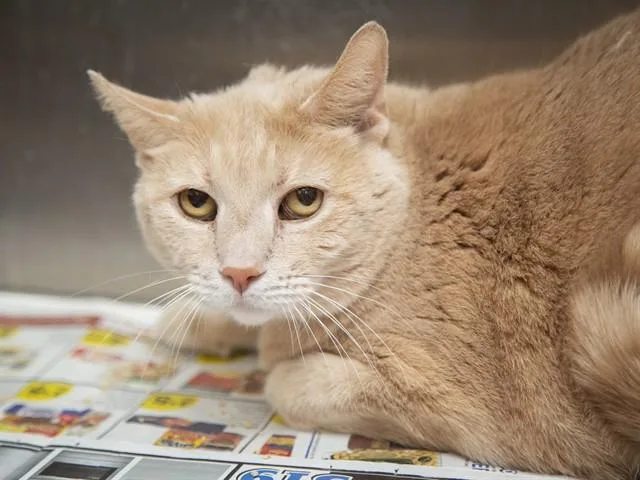 A senior small-sized male Domestic Short Hair cat named Odie for adoption in Phoenix, AZ
