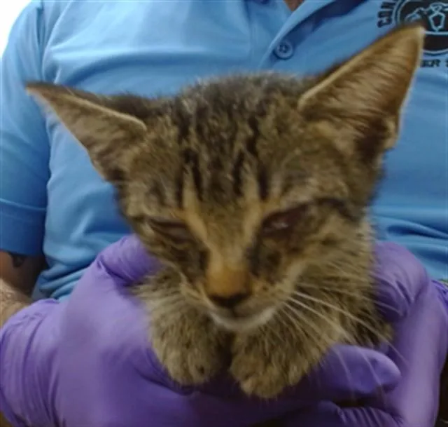A baby small-sized female Domestic Short Hair cat named Mochi for adoption in Miami, FL