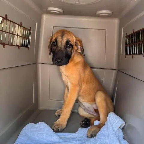 A baby small-sized female Brown / Chocolate Mixed Breed dog named Lemon for adoption in Edwardsville, IL