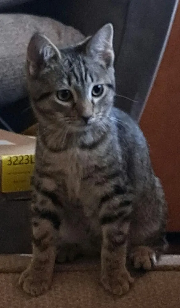A baby small-sized male Domestic Short Hair cat named Rei for adoption in West Mifflin, PA