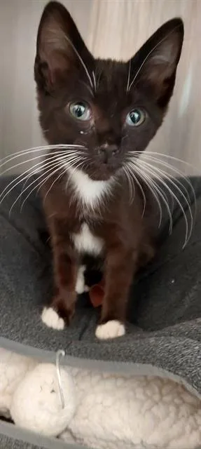 A baby small-sized female Domestic Short Hair cat named A for adoption in Chula Vista, CA