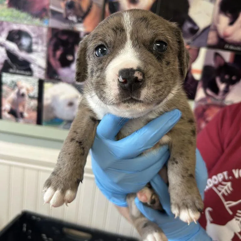 A baby large-sized female Mixed Breed dog named Lisa for adoption in Waynesville, NC