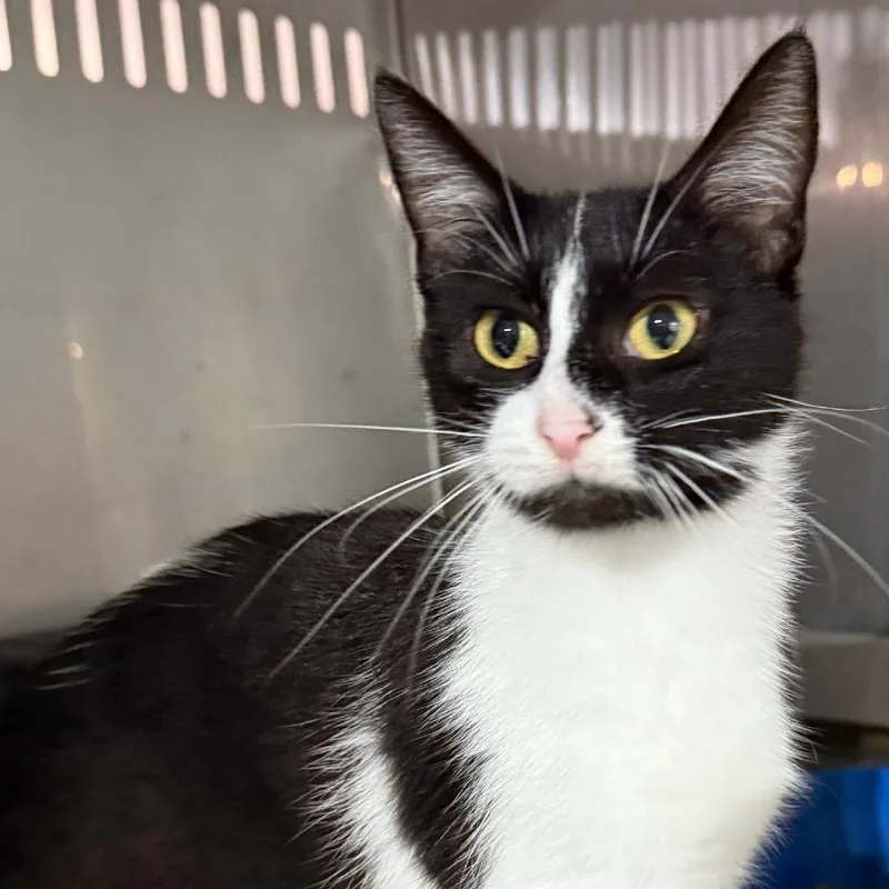 An adult medium-sized female Black Domestic Short Hair cat named Chanel for adoption in Gresham, WI