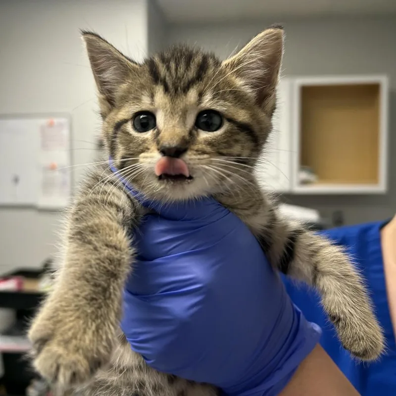 A baby small-sized female Brown / Chocolate Domestic Short Hair cat named Zelo for adoption in Greenville, SC
