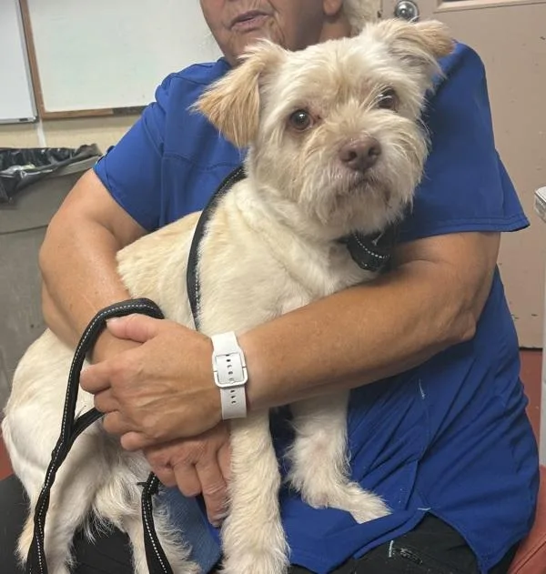 An adult medium-sized male Shih Tzu dog named Debo for adoption in Salisbury, MD