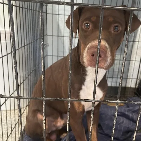 A young medium-sized male Doberman Pinscher dog named Dean for adoption in Port Charlotte, FL