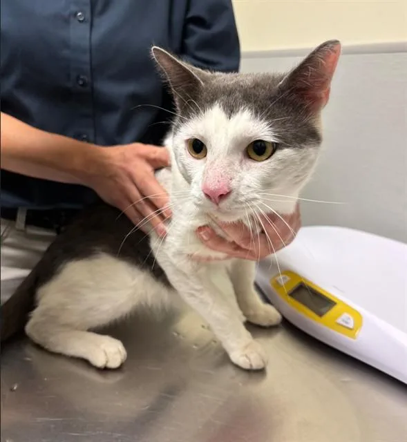 An adult medium-sized male Domestic Short Hair cat named Goldthorn for adoption in Leesburg, VA