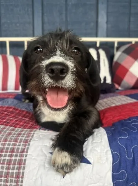 A baby medium-sized male Tricolor (Brown, Black, & White) Dachshund dog named Pup Hoppy for adoption in Washington, DC