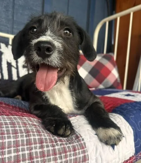 Pup Hoppy thumbnail 2