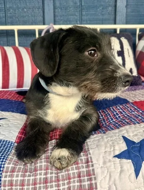 Pup Hoppy thumbnail 3