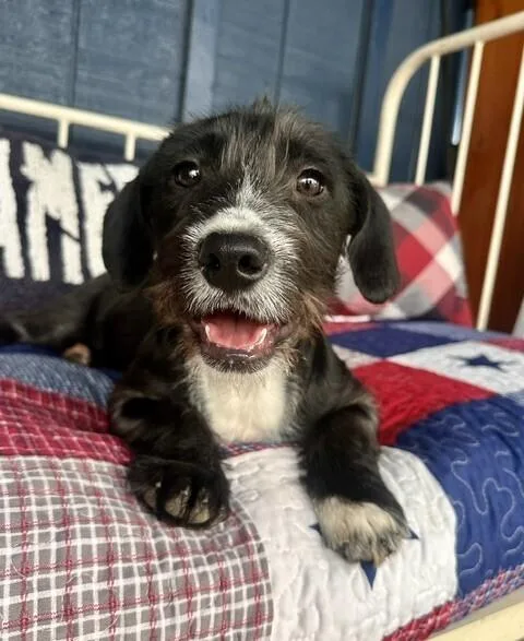 Pup Hoppy thumbnail 4