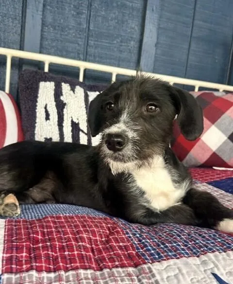 Pup Hoppy thumbnail 6