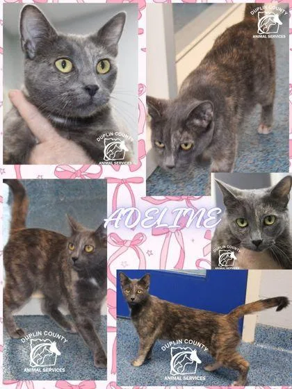 An adult medium-sized female Domestic Short Hair cat named Adeline for adoption in Kenansville, NC
