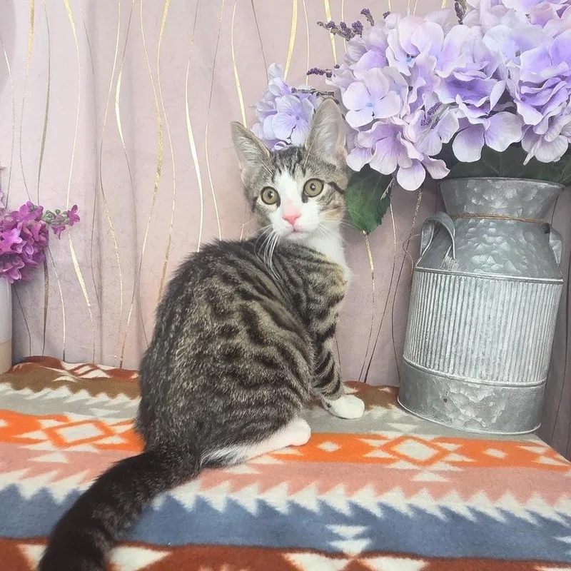 A baby small-sized male Tabby (Gray / Blue / Silver) Domestic Short Hair cat named Ibby for adoption in Long Beach, MS