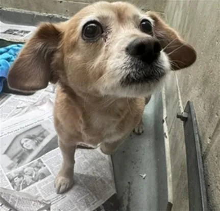An adult small-sized female Chihuahua dog named Riley for adoption in Anchorage, AK