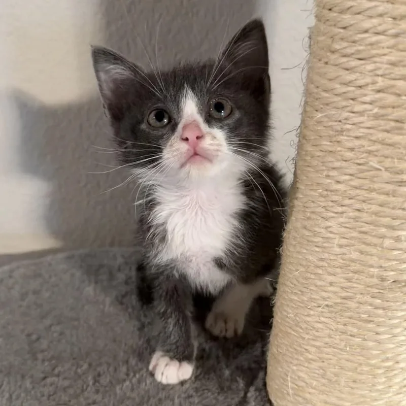 A baby small-sized male Gray / Blue / Silver Domestic Short Hair cat named Smitten for adoption in Midland, TX