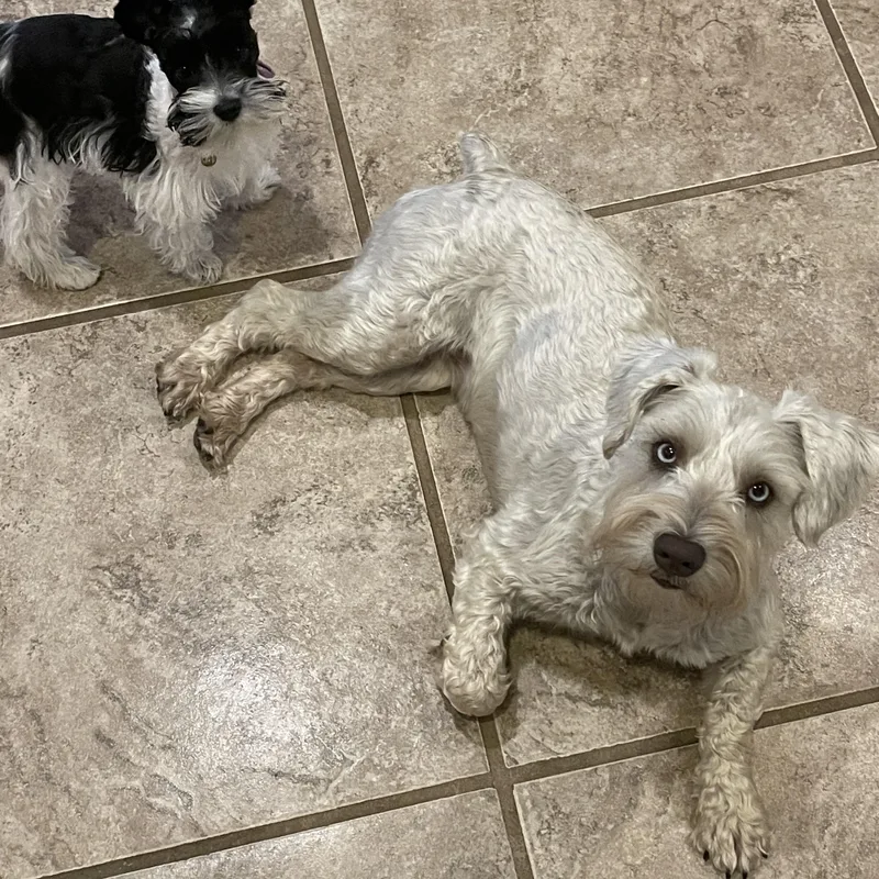An adult small-sized female Gray / Blue / Silver Schnauzer dog named Skye for adoption in Alexandria, LA