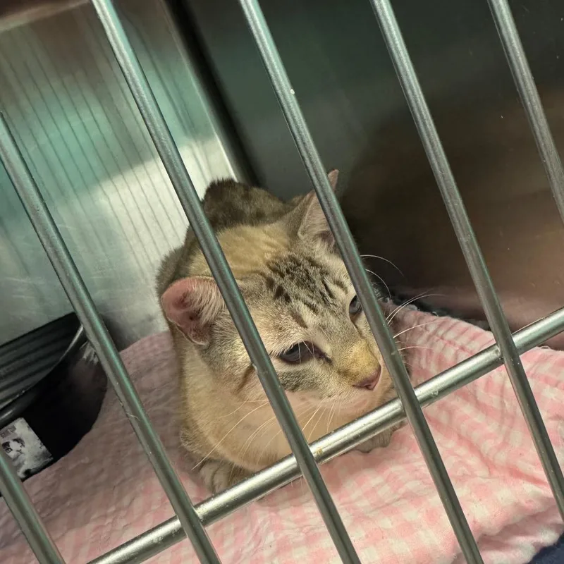 An adult medium-sized male Domestic Medium Hair cat named One Fish for adoption in Lake Jackson, TX
