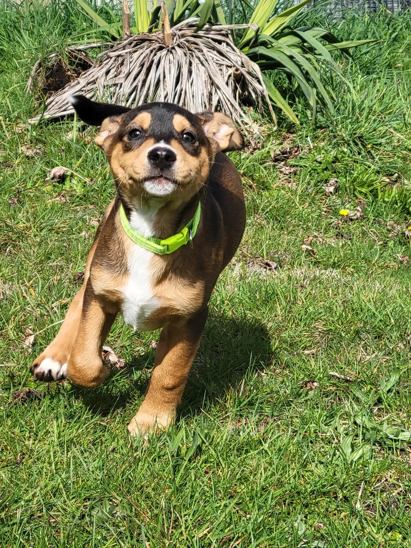 A baby large-sized male Tricolor (Brown, Black, & White) German Shepherd Dog dog named George for adoption in Port Angeles, WA
