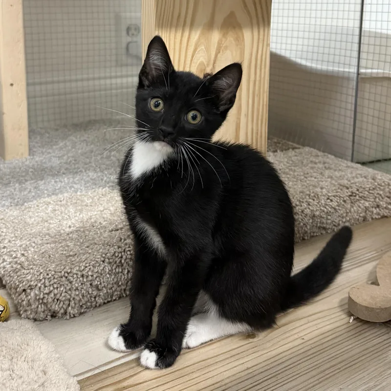 A baby medium-sized male Black & White / Tuxedo Domestic Short Hair cat named Astor for adoption in Toledo, OH