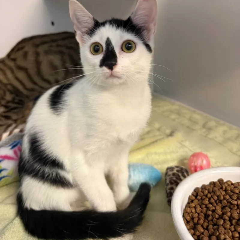 A baby small-sized female Domestic Short Hair cat named Crowe for adoption in Sarasota, FL