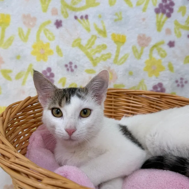 A baby small-sized female Gray / Blue / Silver Domestic Short Hair cat named Willow for adoption in Deerfield, IL