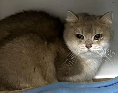 An adult medium-sized male British Shorthair cat named Scooby for adoption in Boston, MA