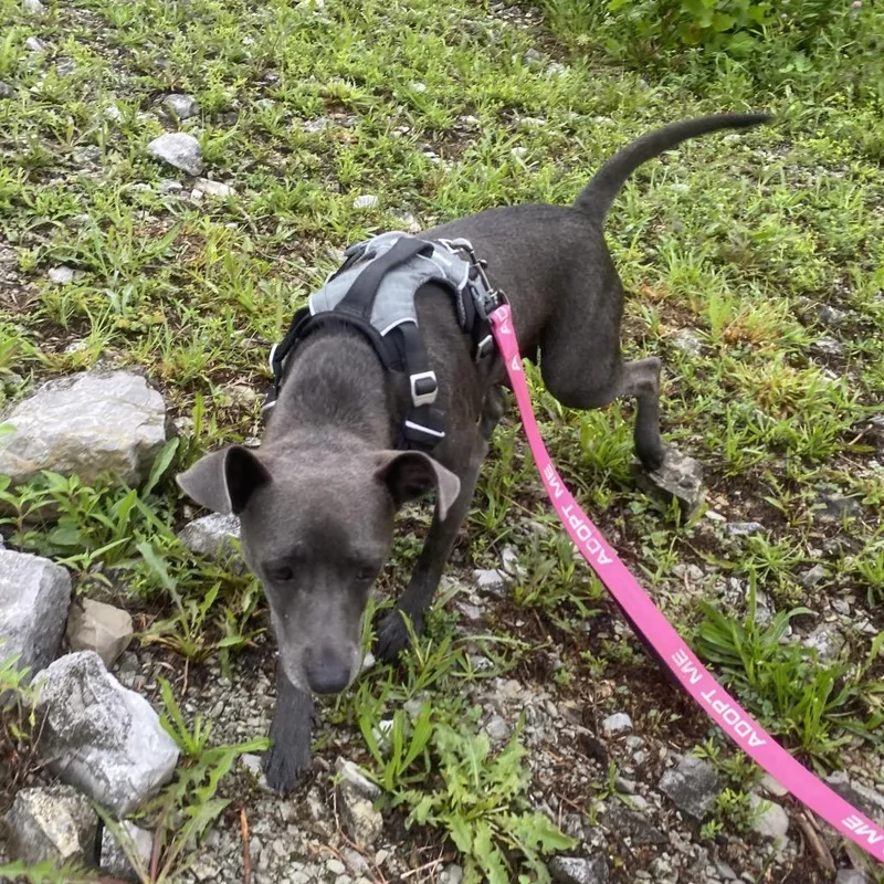 An adult small-sized female Black Chihuahua dog named Tina for adoption in Caryville, TN