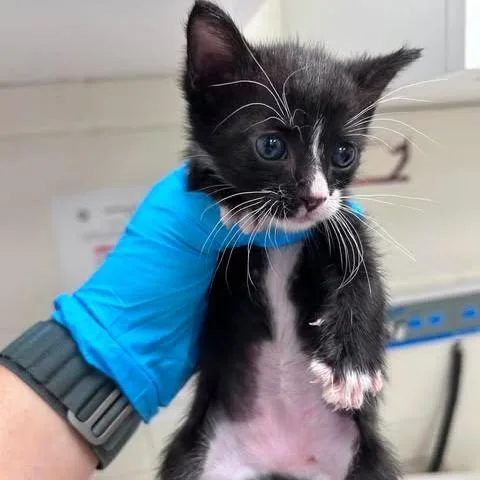 A baby small-sized male Black Domestic Short Hair cat named Disco for adoption in Bastrop, TX