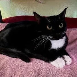 A young medium-sized female Black & White / Tuxedo Domestic Short Hair cat named Sylvia for adoption in Rochester, WA